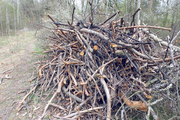 Pile of dry firewood in the forest