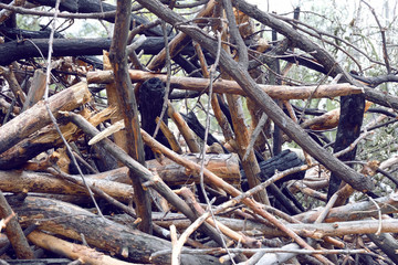 Pile of dry firewood in the forest