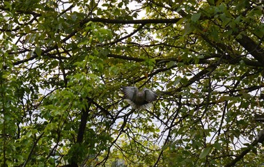 one gray pigeon in flight