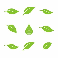 Green Leaf Icon Set. Kinds of Leaves Icon Design on a White Background.