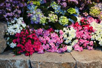 Fototapeta na wymiar Colorful begonias and hydrangeas
