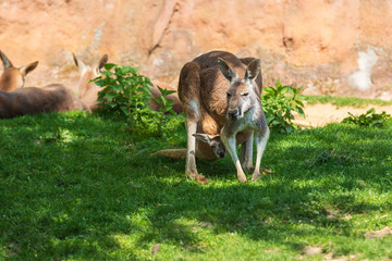Kangaroo - Macropodidae on green grass in front of a brown wall. © Roman Bjuty