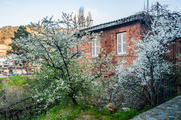 In the spring, an old village has a rest from tourists. Flowering trees rustle gently in silence and a mountain river gurgles on stones.     
