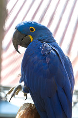 Hyacinth Macaw - Anodorhynchus hyacinthinus - beautiful large blue parrot with