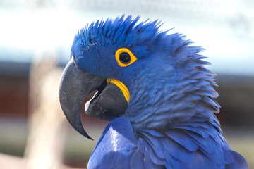 Hyacinth Macaw - Anodorhynchus hyacinthinus - beautiful large blue parrot with