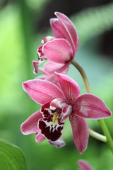 Naklejka na ściany i meble Cymbidium orchid species found in tropical and subtropical Asia and northern Australia