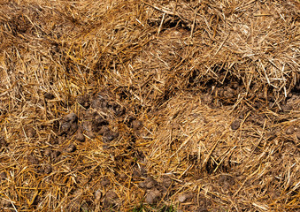 Pile of dry horse manure
