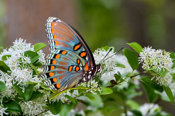 Fototapeta na wymiar Red Spotted Purple Butterfly Perched on Chinese Fringe Tree in Full Bloom in Spring in Louisiana