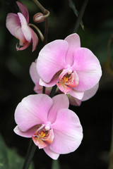 Fototapeta na wymiar Orchid species Vanda, found in India, the Himalayas, Southeast Asia, Northern Australia, New Guinea, New Zealand and the Philippines.