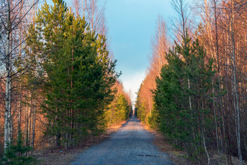 A narrow forest road stretching away into the distance.