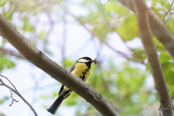 A great tit is sitting on a branch, with food brought for the Chicks. Soft selective focus