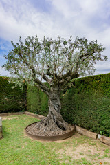 olive tree isolated on the garden