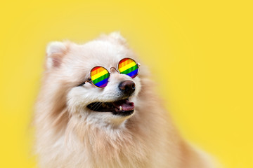 LGBT. A Pomeranian dog in glasses with a rainbow flag poses on a yellow background. The concept of homosexual relationships and transgender orientation. Copy space