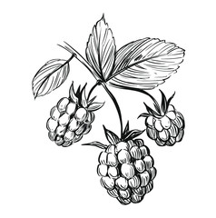 Raspberry sketch. Black vector outline on transparent background