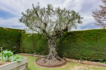 olive tree isolated on the garden
