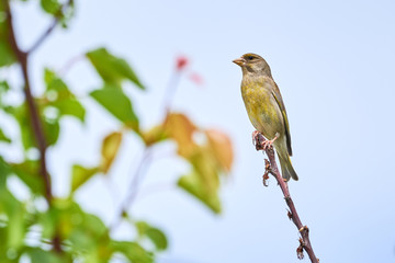 European greenfinch sitting on a branch (Chloris chloris), Songbird