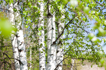 Birch trunks with young foliage
