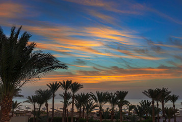 Fototapeta na wymiar palms and sea on resort before sunrise