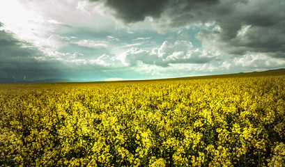 Obraz premium Dark clouds and rapeseed fields - Falling rain and sunbeams. Spring arable fields.