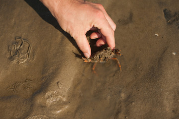 Sea crab on the sand of the Wadden Sea