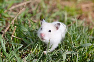 Hamster in the grass.