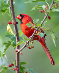 Male Northern Cardinal Perched in Mulberry Tree Filled with Ripening Fruit