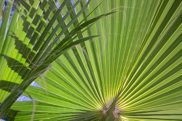 Bright green palm leaf in the sunshine