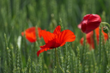 Unwanted plant for the farmer, beautiful for the eye: poppy plants in a cereal field