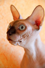 close up of a cat