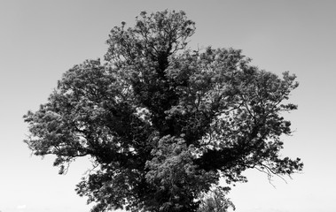 Solitary tree covered in ivy