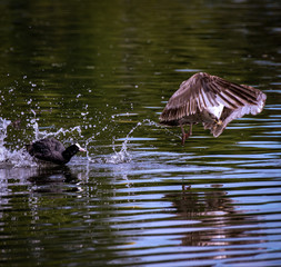 coot and seagull