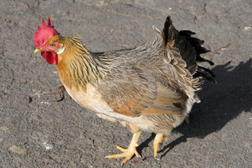 Chicken or more precisely a hen running in close-up with a clearly visible red comb