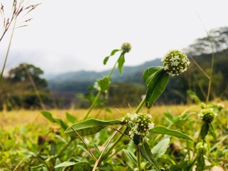 wild flowers in the field