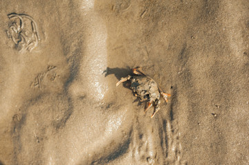 Sea crab on the sand of the Wadden Sea