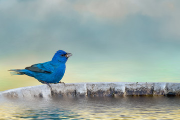 Male Indigo Bunting Perched on Bird Bath