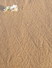 Fototapeta na wymiar white flower in the sea 