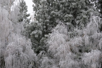 Morning frost wraps nature in a white dress