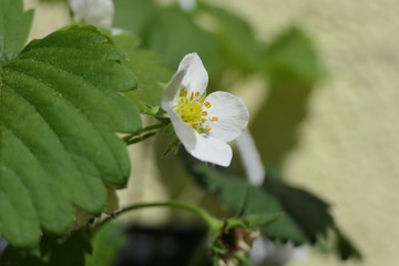 Flowering strawberry blossom in spring at close range