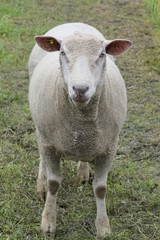 Portrait of a short-haired sheep from the front