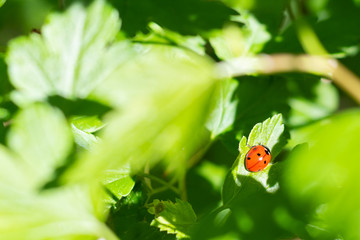 ladybug on green leaf in spring