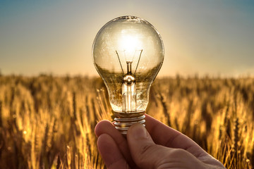 Light Bulb Sun Bulb lit as Clean Energy the Sun illuminating the Bulb in a wheat field