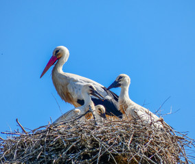 Fototapeta premium white stork in nest