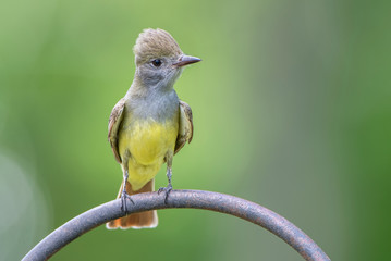 Great Crested Perched on Shepherd's Hook in Backyard Garden Setting in South Central Louisiana