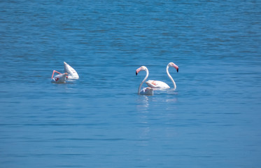 Flamingo. (Phoenicopterus ruber)