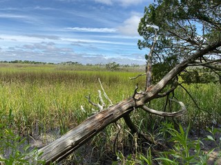 Fototapeta na wymiar wetlands