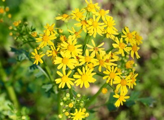 A close view of the small yellow wildflowers.