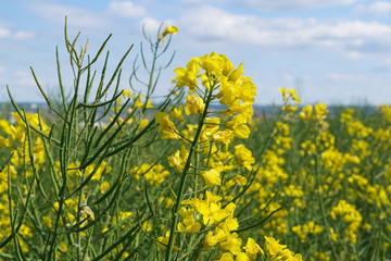 Obraz premium Bright yellow rapeseed flowers on a field