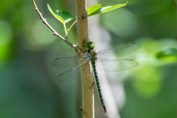Regal Darner Dragonfly Perched in Mulberry Tree in Spring in South Central Louisiana