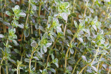 fresh green thyme leaves