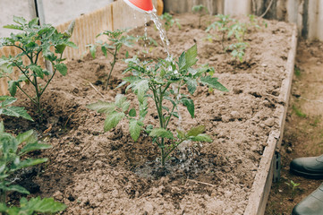 The farmer holds up the green tomatoes growing on the Bush. Tomato seedlings